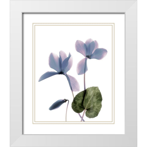 Xray Cyclamen White Modern Wood Framed Art Print with Double Matting by Stalus, Judy