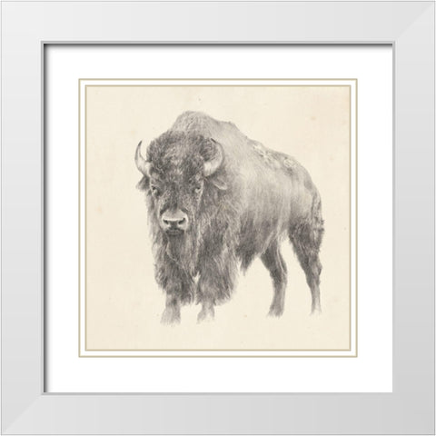 Western Bison Study White Modern Wood Framed Art Print with Double Matting by Harper, Ethan