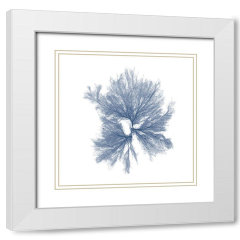 Navy Seaweed III White Modern Wood Framed Art Print with Double Matting by Vision Studio