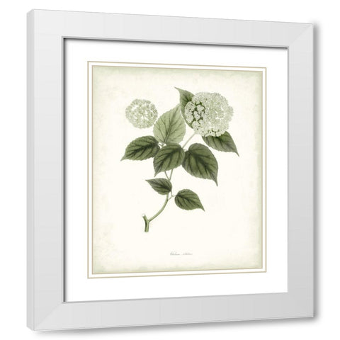 Sage Botanical I White Modern Wood Framed Art Print with Double Matting by Vision Studio
