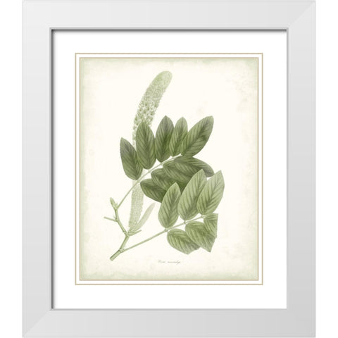 Sage Botanical IV White Modern Wood Framed Art Print with Double Matting by Vision Studio