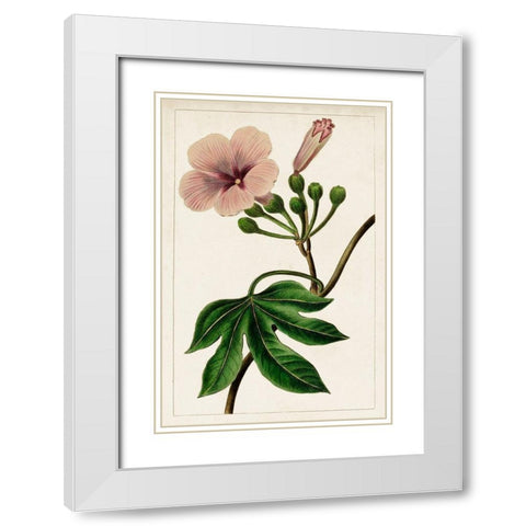 Mauve Botanicals I White Modern Wood Framed Art Print with Double Matting by Unknown