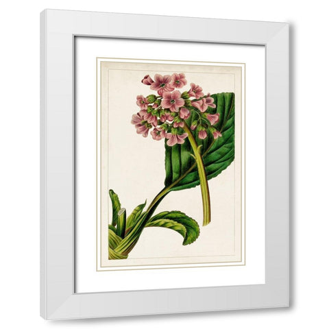 Mauve Botanicals II White Modern Wood Framed Art Print with Double Matting by Unknown