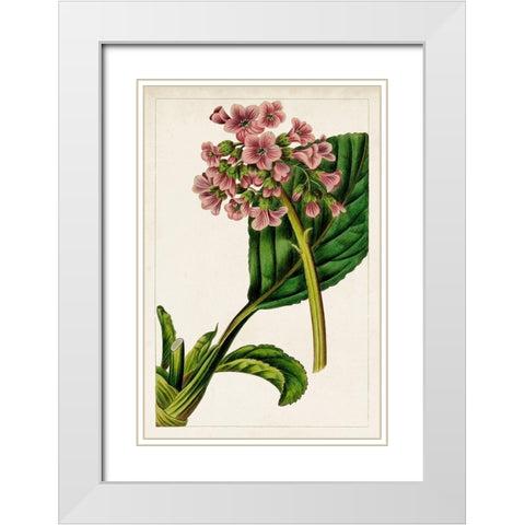 Mauve Botanicals II White Modern Wood Framed Art Print with Double Matting by Unknown