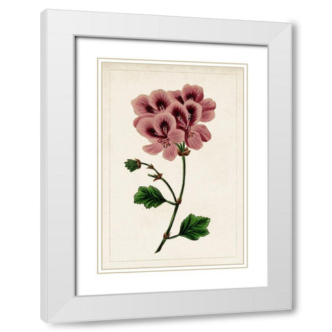 Mauve Botanicals III White Modern Wood Framed Art Print with Double Matting by Unknown