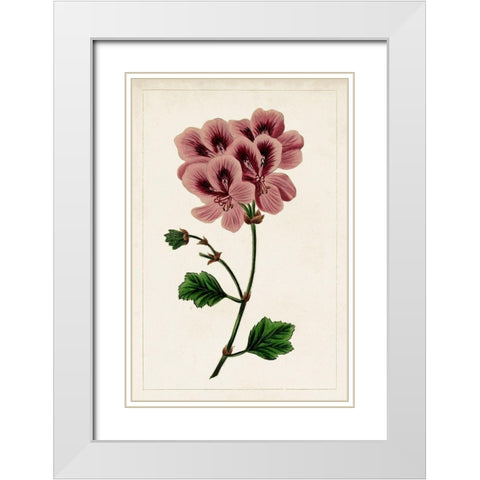 Mauve Botanicals III White Modern Wood Framed Art Print with Double Matting by Unknown