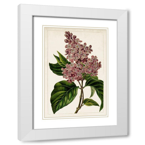 Mauve Botanicals IV White Modern Wood Framed Art Print with Double Matting by Unknown