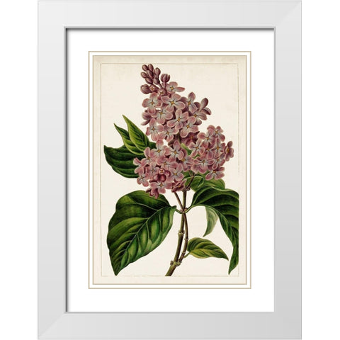 Mauve Botanicals IV White Modern Wood Framed Art Print with Double Matting by Unknown