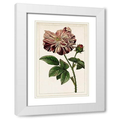 Mauve Botanicals V White Modern Wood Framed Art Print with Double Matting by Unknown