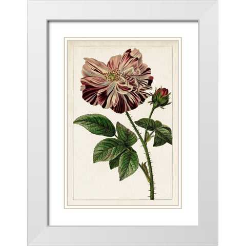 Mauve Botanicals V White Modern Wood Framed Art Print with Double Matting by Unknown