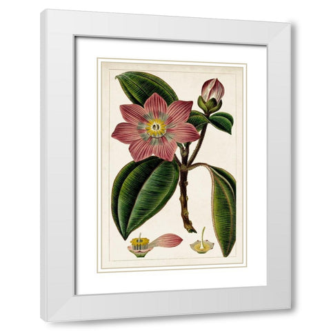 Mauve Botanicals VI White Modern Wood Framed Art Print with Double Matting by Unknown