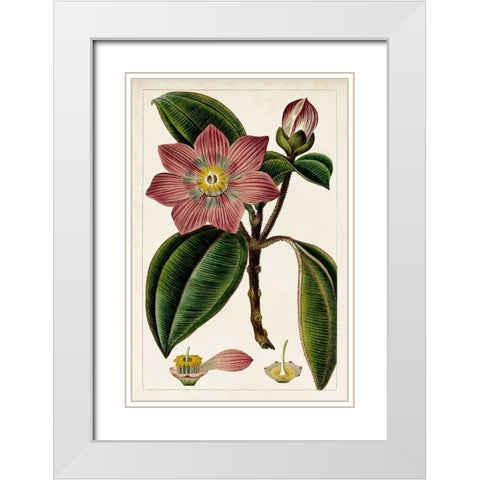 Mauve Botanicals VI White Modern Wood Framed Art Print with Double Matting by Unknown