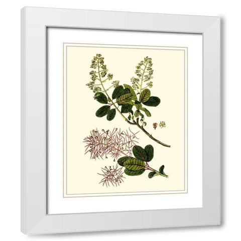 Olive Greenery I White Modern Wood Framed Art Print with Double Matting by Unknown