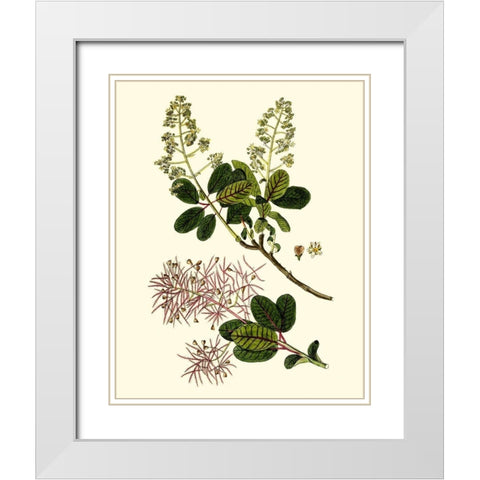 Olive Greenery I White Modern Wood Framed Art Print with Double Matting by Unknown