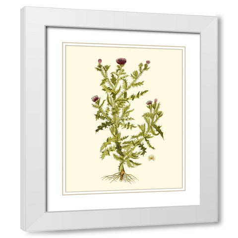 Olive Greenery II White Modern Wood Framed Art Print with Double Matting by Unknown