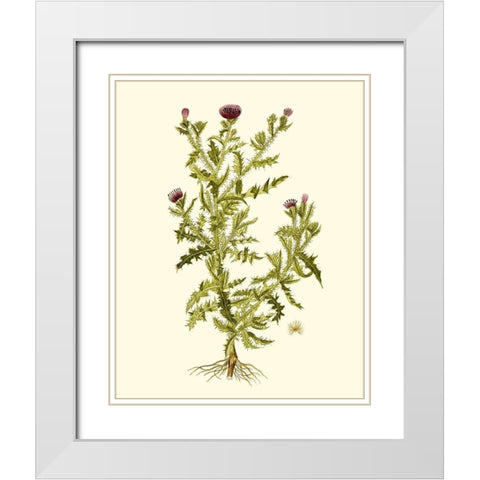 Olive Greenery II White Modern Wood Framed Art Print with Double Matting by Unknown