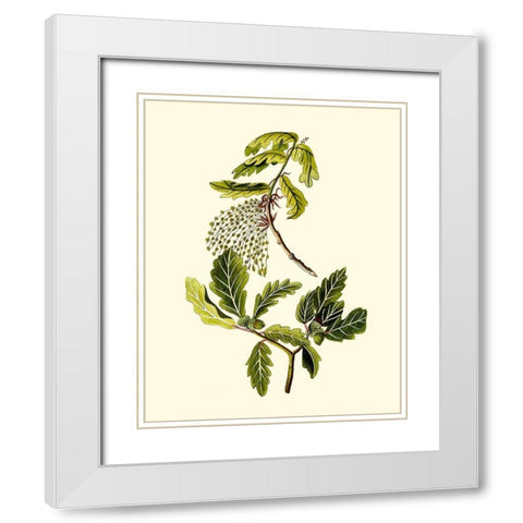 Olive Greenery III White Modern Wood Framed Art Print with Double Matting by Unknown