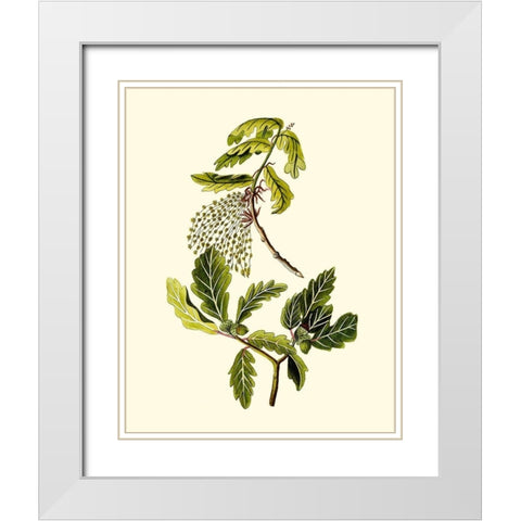 Olive Greenery III White Modern Wood Framed Art Print with Double Matting by Unknown
