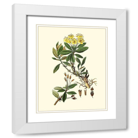 Olive Greenery IV White Modern Wood Framed Art Print with Double Matting by Unknown