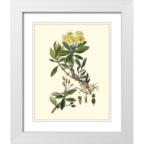 Olive Greenery IV White Modern Wood Framed Art Print with Double Matting by Unknown