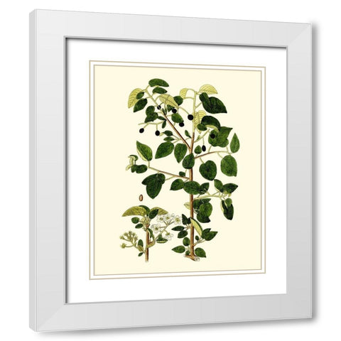 Olive Greenery V White Modern Wood Framed Art Print with Double Matting by Unknown