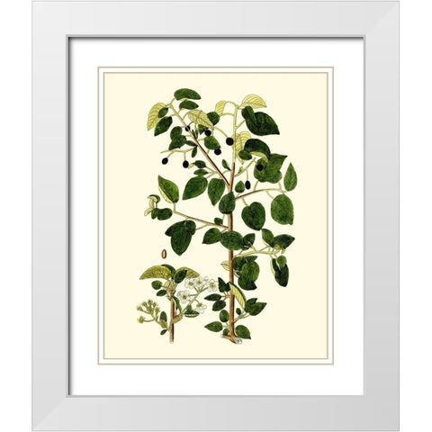Olive Greenery V White Modern Wood Framed Art Print with Double Matting by Unknown
