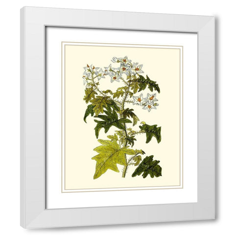 Olive Greenery VI White Modern Wood Framed Art Print with Double Matting by Unknown