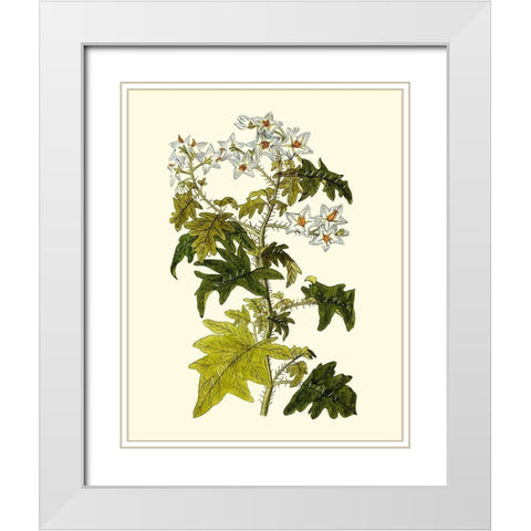 Olive Greenery VI White Modern Wood Framed Art Print with Double Matting by Unknown