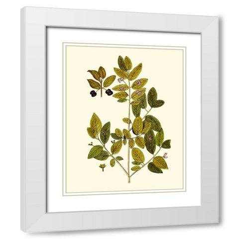 Olive Greenery VII White Modern Wood Framed Art Print with Double Matting by Unknown