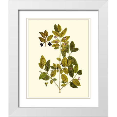 Olive Greenery VII White Modern Wood Framed Art Print with Double Matting by Unknown