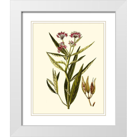 Olive Greenery VIII White Modern Wood Framed Art Print with Double Matting by Unknown