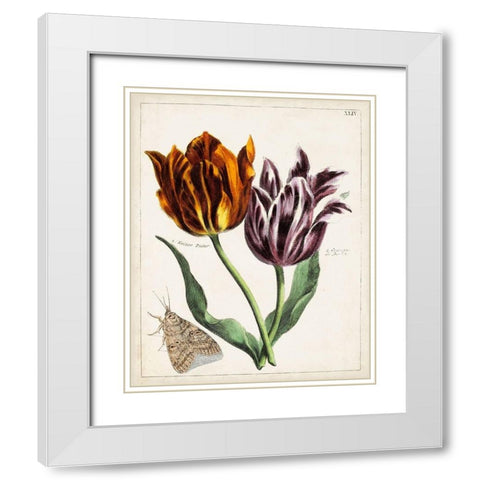 Tulip Classics I White Modern Wood Framed Art Print with Double Matting by Unknown