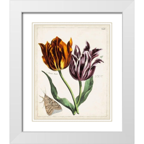 Tulip Classics I White Modern Wood Framed Art Print with Double Matting by Unknown