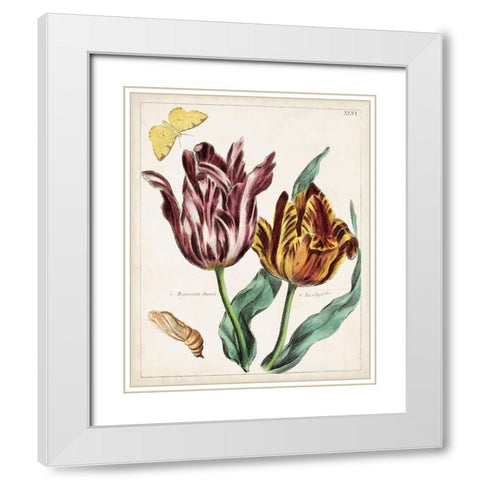 Tulip Classics II White Modern Wood Framed Art Print with Double Matting by Unknown