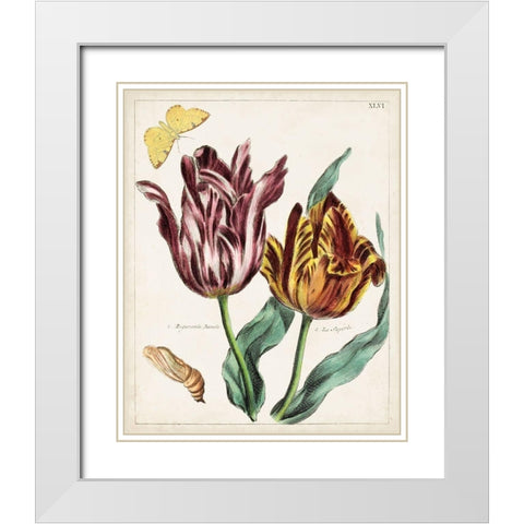 Tulip Classics II White Modern Wood Framed Art Print with Double Matting by Unknown