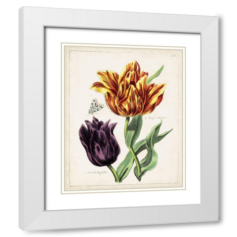 Tulip Classics III White Modern Wood Framed Art Print with Double Matting by Unknown