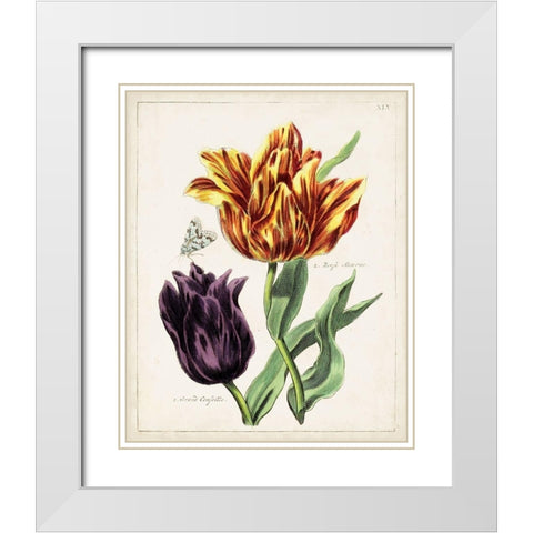 Tulip Classics III White Modern Wood Framed Art Print with Double Matting by Unknown
