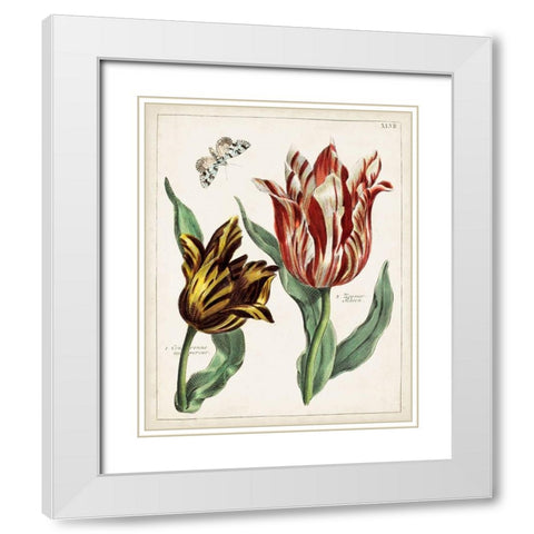 Tulip Classics IV White Modern Wood Framed Art Print with Double Matting by Unknown