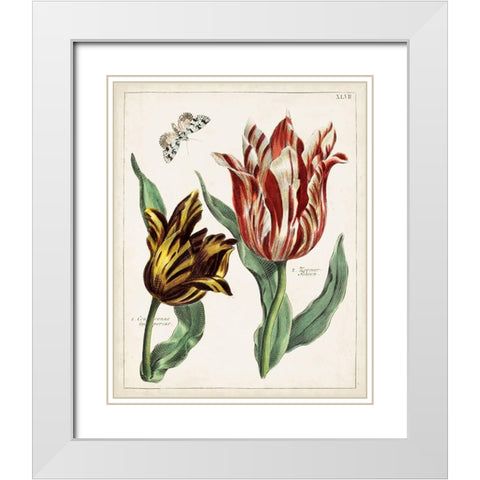 Tulip Classics IV White Modern Wood Framed Art Print with Double Matting by Unknown