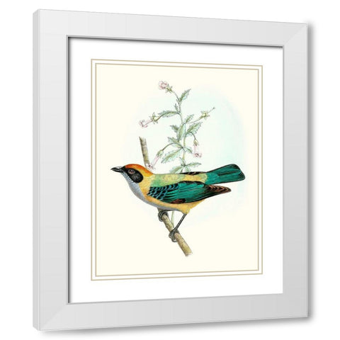 On Perch II White Modern Wood Framed Art Print with Double Matting by Unknown