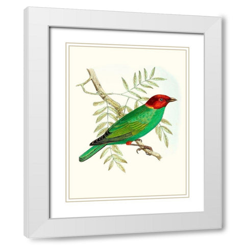 On Perch V White Modern Wood Framed Art Print with Double Matting by Unknown
