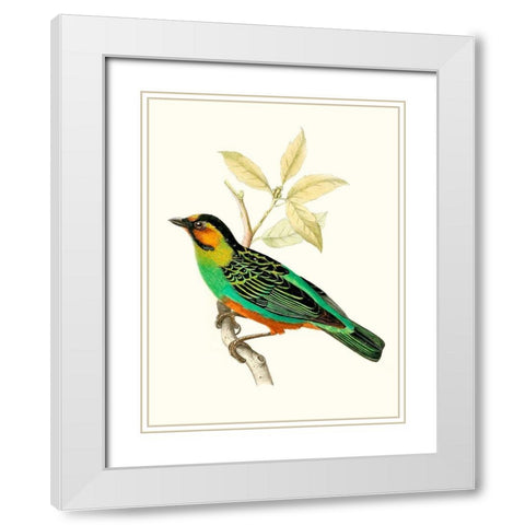 On Perch VI White Modern Wood Framed Art Print with Double Matting by Unknown