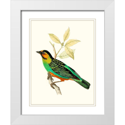 On Perch VI White Modern Wood Framed Art Print with Double Matting by Unknown