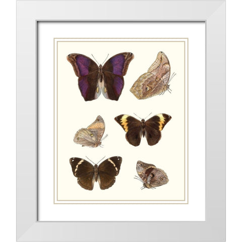 Violet Butterflies II White Modern Wood Framed Art Print with Double Matting by Unknown
