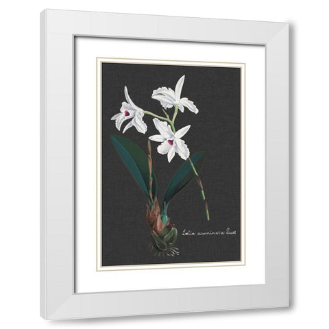Orchid on Slate V White Modern Wood Framed Art Print with Double Matting by Vision Studio