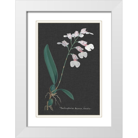 Orchid on Slate VI White Modern Wood Framed Art Print with Double Matting by Vision Studio