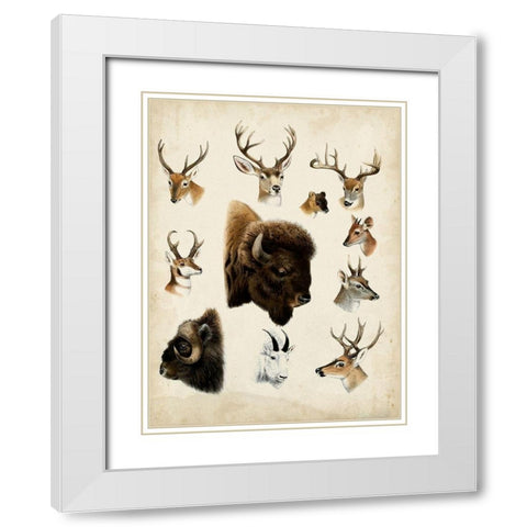 Western Animal Species I White Modern Wood Framed Art Print with Double Matting by Unknown