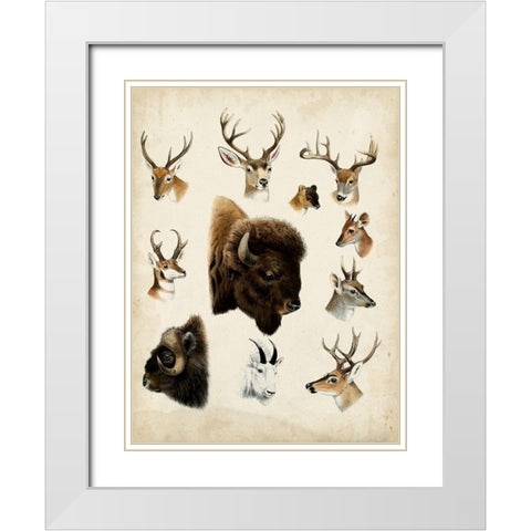 Western Animal Species I White Modern Wood Framed Art Print with Double Matting by Unknown