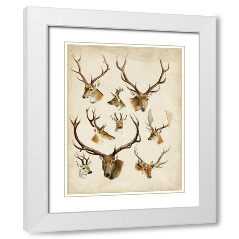Western Animal Species II White Modern Wood Framed Art Print with Double Matting by Unknown