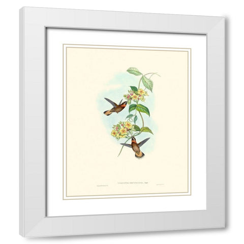 Hummingbird Delight II White Modern Wood Framed Art Print with Double Matting by Gould, John